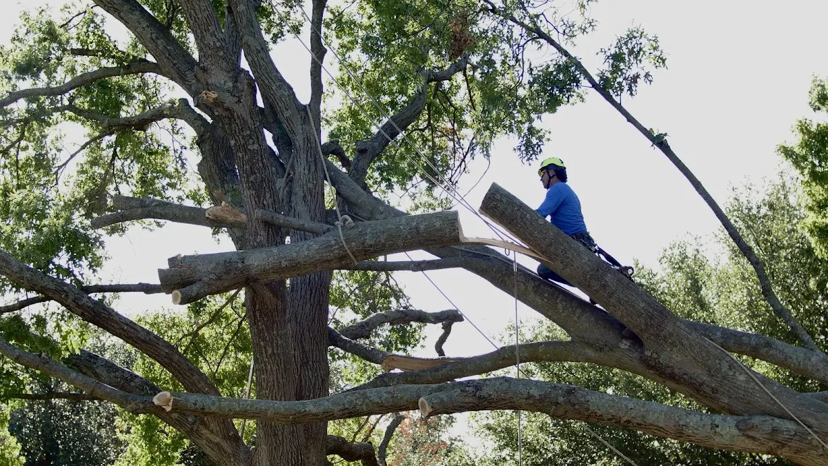 Professional Hazardous Tree Removal performed by certified arborists in State Road