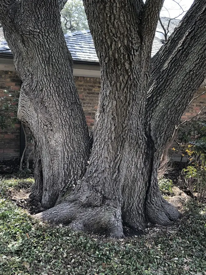 Mature heritage tree close to a State Road property cared for by certified arborists